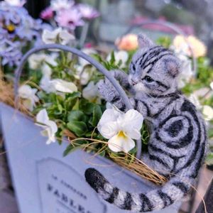 ローダンセマム,パンジー,ビオラ,ビオレッタ,ガーデニングの画像