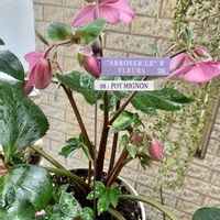 クリスマスローズ,ハナカンザシ,ムスカリ,ラナンキュラス,花かんざしの画像