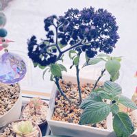 ヘリオトロープ,おつとめ品,室内管理の画像