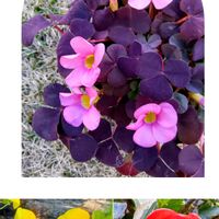 オウバイ,ボケ,オキザリス・パープルドレスの画像