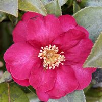 サザンカ,ユリノキ,ユリノキの花後,今朝のウォーキングの画像