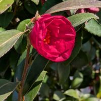 ストック,ハツユキカズラ,沈丁花,椿 つばき,椿 つばきの画像