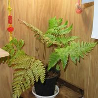 カツモウイノデ,観葉植物,インテリアグリーン,珍奇植物,風水の画像