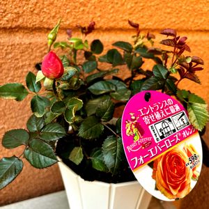 ミニバラ,フォーエバーローズ　オレンジの画像