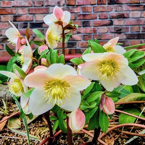 クリスマスローズ,今日の一枚,花のある暮らし,ピンクのお花,春の訪れの画像
