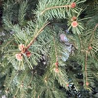 ドイツトウヒの画像