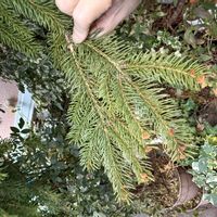 ドイツトウヒの画像