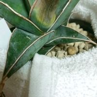 サンスベリアの画像