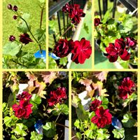 アイビーゼラニウム,ゼラニウム,匠の技 贅沢ゼラニウム,ゼラニウム　クオリティーの画像