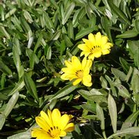 アネモネ,ガザニア,アネモネ・凛々花,キアネラ・アルバピンク,お迎え記録の画像