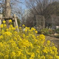 スイセン,菜の花,お出かけ先の画像