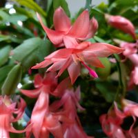 シャコバサボテン,ガーデニング,花のある暮らし,ニャンニャン祭り,リビング・ダイニングの画像