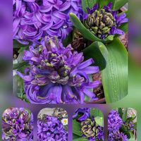 ウメ,デージー,ヒヤシンス,ヒメリュウキンカ,シロバナタンポポの画像