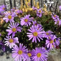 ブラキカム,多肉の寄せ植え,青い花マニア,ハンギング,チーム・ブルーの画像