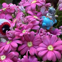 サイネリア,クモマグサ,❤️いいね、ありがとう,ピンク❤︎ピンク,猫の日の画像