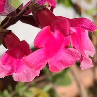 チェリーセージの画像