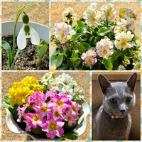 スノードロップ,プリムラ　ジュリアン,フリル咲きビオラ　イリスプリエール,花のある暮らし,ニャンニャン祭りの画像