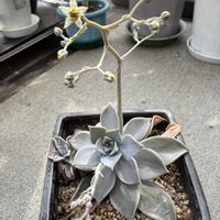 朧月,かわいい,きれい,花のある暮らし,サンルームの画像