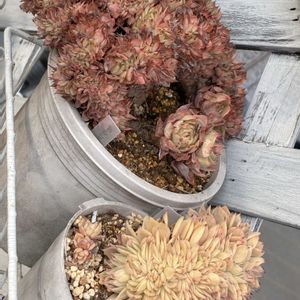 エケベリア セクンダ綴化,パンジー綴化,にゃんにゃん祭り♡,多肉植物,多肉大好きの画像