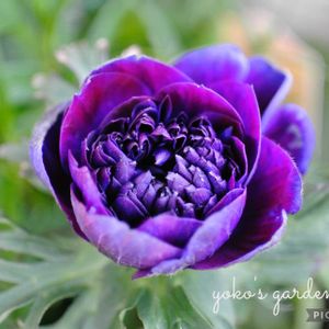 アネモネ,八重咲き　アネモネ,アネモネ　レバンテ,ナチュラルガーデン,可愛いの画像