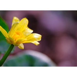 ヒメリュウキンカ,広い庭の画像