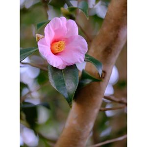 ワビスケ,広い庭の画像