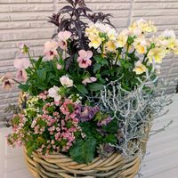 タイム,タイム,タイム,キンギョソウ　ブロンズドラゴン,クッションブッシュの画像