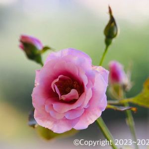 アロエ,バラ,バラ,多肉植物,山野草の画像