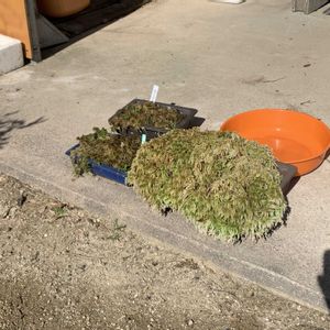 サギソウ,ミズゴケ,ミズゴケ,サギソウ 銀河,サギソウの球根の画像