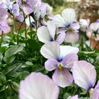 パンジー・ビオラ,リナリア,うえたビオラ・パピヨンワールド,彩翠華,彩翠華の画像