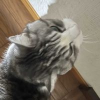 キンギョソウ　ブロンズドラゴン,スイート  アリッサム,花のある暮らし,猫の日,にゃんにゃん祭りの画像