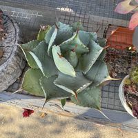 アガベ,今日の一枚,小さな小さな庭,インスタやってますの画像