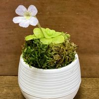 ムシトリスミレ,食虫植物,放置,庭の画像