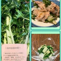 水菜,お買い物,料理,美味しい,発見の画像