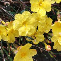 オウバイ,オウバイ,オウバイ,オウバイ,ミモザの画像