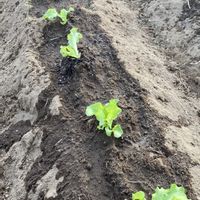 グリーンリーフレタス,花のある暮らし,畑仕事,家庭菜園の画像