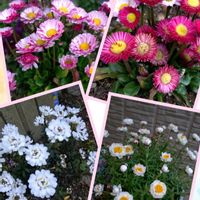 イベリス,イベリス,イングリッシュデージー ロリポップ,はなかんざし。,鉢植えの画像