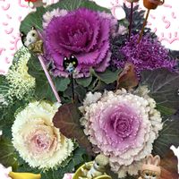 プリムラ マラコイデス,葉牡丹の寄せ植え,猫の日,ニャンニャンニャンの日,ニャンニャン祭りの画像