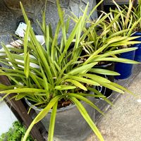 シンビジウム,鉢植え,植え替えの画像