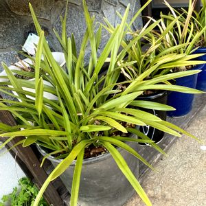 シンビジウム,鉢植え,植え替えの画像