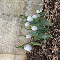 スノードロップの画像