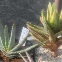 不夜城錦,リトープス巴里玉,アロエ コンプレッサ,多肉植物,珍奇植物の画像
