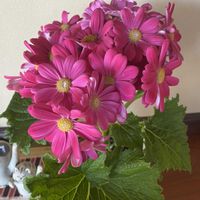 サイネリアの画像