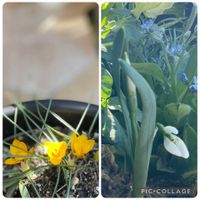 クロッカス,クロッカス,スノードロップ,スノー・ドロップ,クロッカス(白)の画像