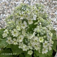 ウインティー・ライムグリーン,ウインティー・ライムグリーン,ウインティー,ウインティー,ガーデニング初心者の画像