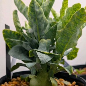 アデニア ペチュエリー,観葉植物,塊根植物の画像