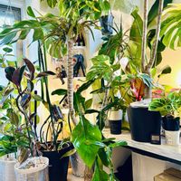 フィロデンドロン,森林浴,熱帯植物,癒しの空間,寒さに負けるなの画像