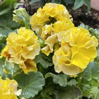 ビオラ,ビオラ,花工房すなが花ちゃんビオラ,花工房すなが花ちゃんビオラ,ガーデニング初心者の画像