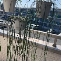 リプサリス,リプサリス プニセオディスクス,かわいい,観葉植物,癒しの画像