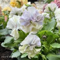 ビオラ,ビオラ,花工房すなが花ちゃんビオラ,花工房すなが花ちゃんビオラ,ガーデニング初心者の画像